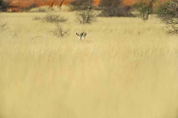 Kalahari desert, Southern Namibia, Africa. Wildlife in the bush