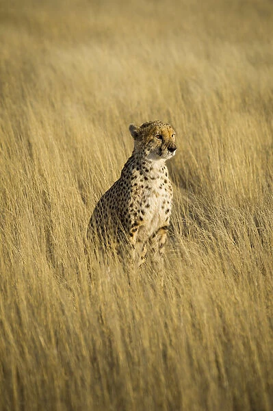 Kalahari desert, Southern Namibia, Africa. Cheetah in the wild