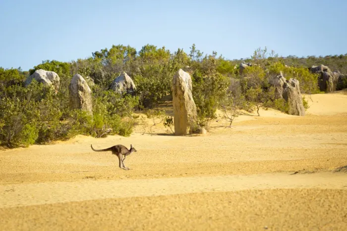 Framed Print : Kangaroo in the Pinnacle Desert, Western Australia Framed Print : Kangaroo in the Pinnacle Desert, Western Australia