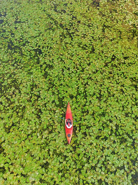 Kayaker in Lilypads, Norfolk Broads National Park, Norfolk, England
