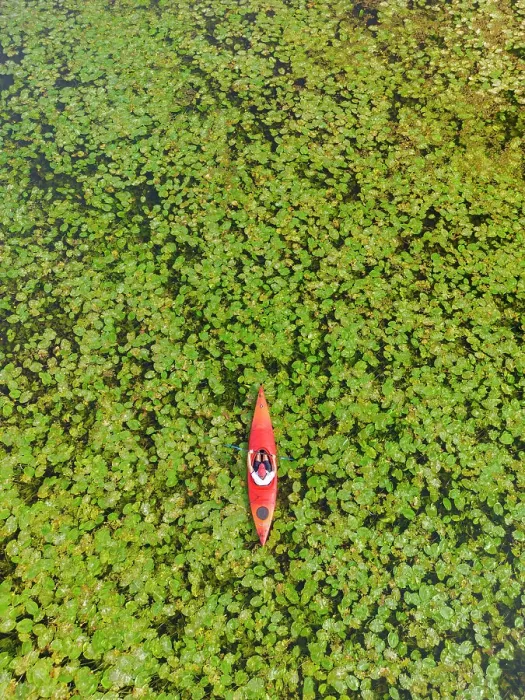 Framed Print : Kayaker in Lilypads, Norfolk Broads National Park, Norfolk, England