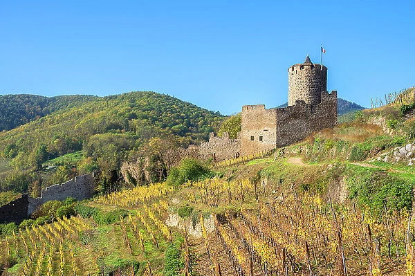 Kaysersberg castle, Haut-Rhin, Alsace, Alsace-Champagne-Ardenne-Lorraine, Grand Est, France