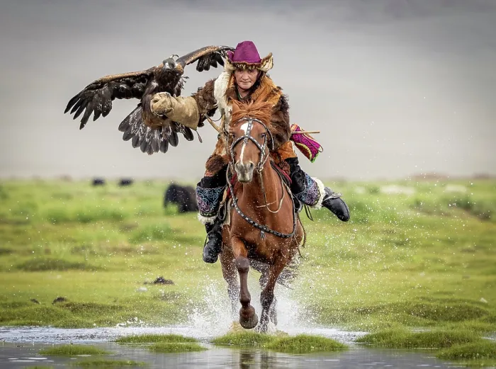 Framed Print : Kazakh Eagle hunter galloping through water on horseback with his trained golden eagle, Bayan-Ulgii Province, Western Mongolia, Asia Framed Print : Kazakh Eagle hunter galloping through water on horseback with his trained golden eagle, Bayan-Ulgii Province, Western Mongolia, Asia