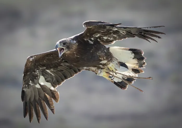 Framed Print : Kazakh Eagle hunter's Golden Eagle in flight, Bayan-Ulgii Province, Western Mongolia, Asia Framed Print : Kazakh Eagle hunter's Golden Eagle in flight, Bayan-Ulgii Province, Western Mongolia, Asia