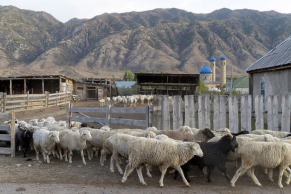 Kazakhstan, Saty, sheep leave the farm and head to the grassy pastures