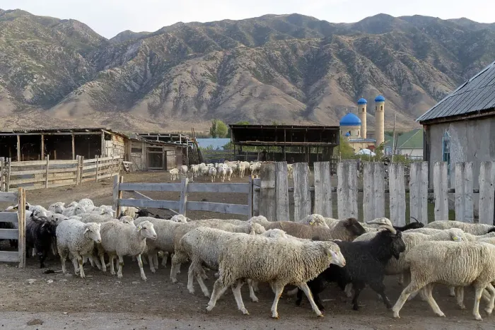 Framed Print : Kazakhstan, Saty, sheep leave the farm and head to the grassy pastures Framed Print : Kazakhstan, Saty, sheep leave the farm and head to the grassy pastures
