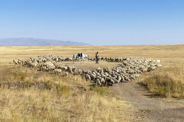 Kazakhstan, Saty, sheep are rounded up on the plateau near Saty village