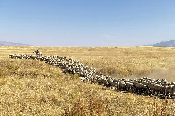 Kazakhstan, Saty, sheep are rounded up on the plateau near Saty village
