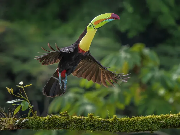 Framed Print : Keel-billed Toucan in flight (Ramphastos sulfuratus), Boca Tapada, Costa Rica Framed Print : Keel-billed Toucan in flight (Ramphastos sulfuratus), Boca Tapada, Costa Rica