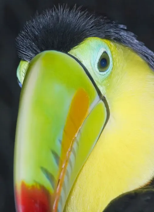 Framed Print : Keel-billed toucan (Ramphastos sulfuratus), Costa Rica