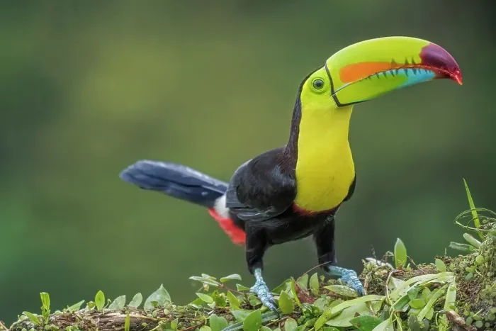 Framed Print : Keel-billed Toucan (Ramphastos sulfuratus), Costa Rica Framed Print : Keel-billed Toucan (Ramphastos sulfuratus), Costa Rica