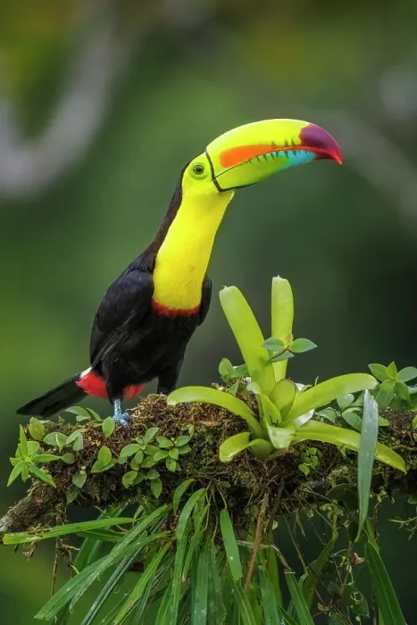 Framed Print : Keel-billed Toucan (Ramphastos sulfuratus), Costa Rica