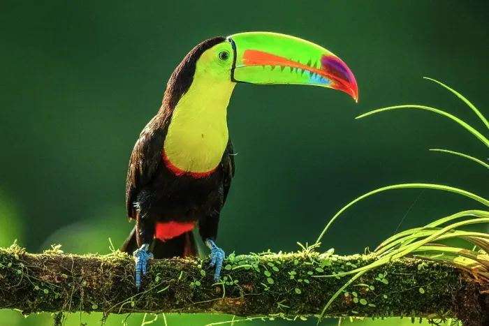 Framed Print : Keel-billed Toucan (Ramphastos sulfuratus), Laguna del Lagarto, Alajuela, Costa Rica Framed Print : Keel-billed Toucan (Ramphastos sulfuratus), Laguna del Lagarto, Alajuela, Costa Rica