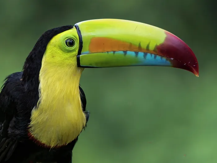 Framed Print : Keel-billed Toucan (Ramphastos sulfuratus), Boca Tapada, Alajuela Province, Costa Rica Framed Print : Keel-billed Toucan (Ramphastos sulfuratus), Boca Tapada, Alajuela Province, Costa Rica