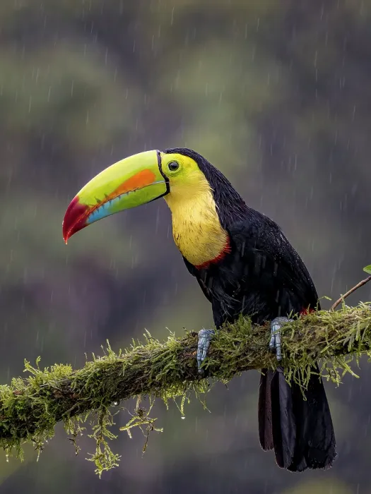 Framed Print : Keel-billed Toucan (Ramphastos sulfuratus), Boca Tapada, Alajuela Province, Costa Rica Framed Print : Keel-billed Toucan (Ramphastos sulfuratus), Boca Tapada, Alajuela Province, Costa Rica