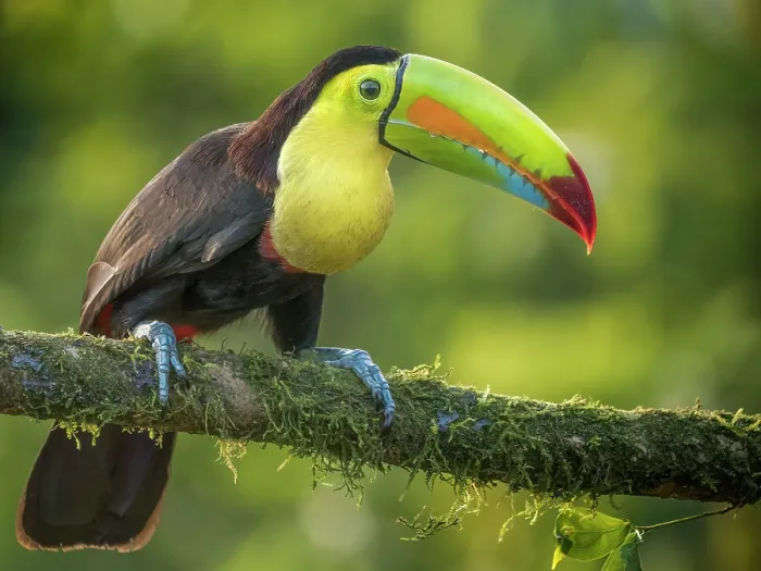 Framed Print : Keel-billed Toucan (Ramphastos sulfuratus), Boca Tapada, Alajuela Province, Costa Rica Framed Print : Keel-billed Toucan (Ramphastos sulfuratus), Boca Tapada, Alajuela Province, Costa Rica