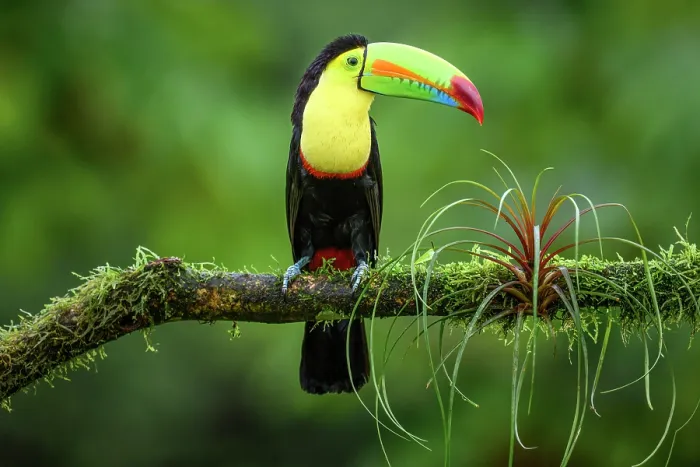 Framed Print : Keel-billed toucan (Ramphastos sulfuratus), Toucan family, Costa Rica Framed Print : Keel-billed toucan (Ramphastos sulfuratus), Toucan family, Costa Rica