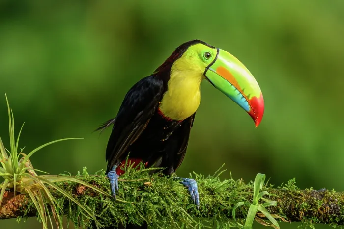 Framed Print : Keel-billed toucan (Ramphastos sulfuratus), Toucan family, Costa Rica Framed Print : Keel-billed toucan (Ramphastos sulfuratus), Toucan family, Costa Rica