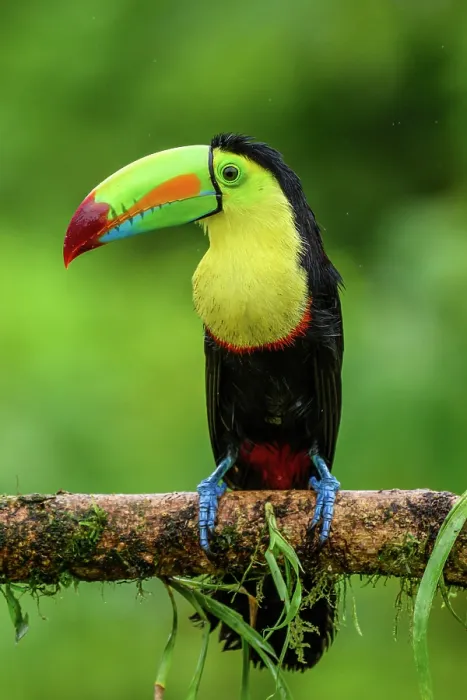 Framed Print : Keel-billed toucan (Ramphastos sulfuratus), Toucan family, Costa Rica Framed Print : Keel-billed toucan (Ramphastos sulfuratus), Toucan family, Costa Rica