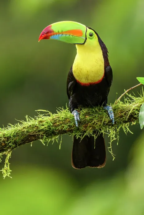Framed Print : Keel-billed toucan (Ramphastos sulfuratus), Toucan family, Costa Rica