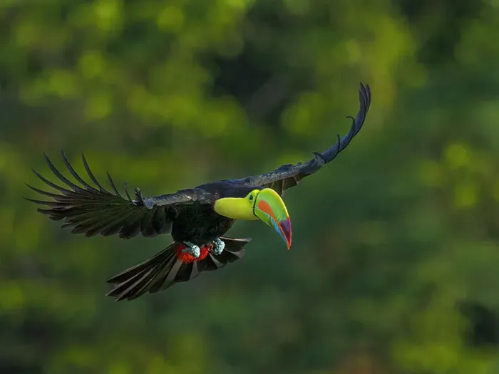 Framed Print : Keel-billed Toucan (Ramphastos sulfuratus) in flight, Boca Tapada, Alajuela, Costa Rica