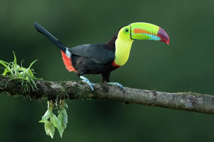 Framed Print : Keel-billed Toucan (Ramphastos sulfuratus) perched on branch, Lowland rainforest, Boca Tapada, Alajuela Province, Costa Rica