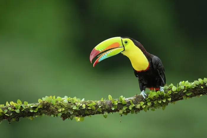 Framed Print : Keel-billed Toucan (Ramphastos sulfuratus) perched on branch, Lowland rainforest, Boca Tapada, Alajuela Province, Costa Rica Framed Print : Keel-billed Toucan (Ramphastos sulfuratus) perched on branch, Lowland rainforest, Boca Tapada, Alajuela Province, Costa Rica