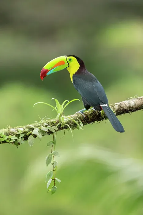 Framed Print : Keel-billed Toucan (Ramphastos sulfuratus) perched on branch, Lowland rainforest, Boca Tapada, Alajuela Province, Costa Rica Framed Print : Keel-billed Toucan (Ramphastos sulfuratus) perched on branch, Lowland rainforest, Boca Tapada, Alajuela Province, Costa Rica