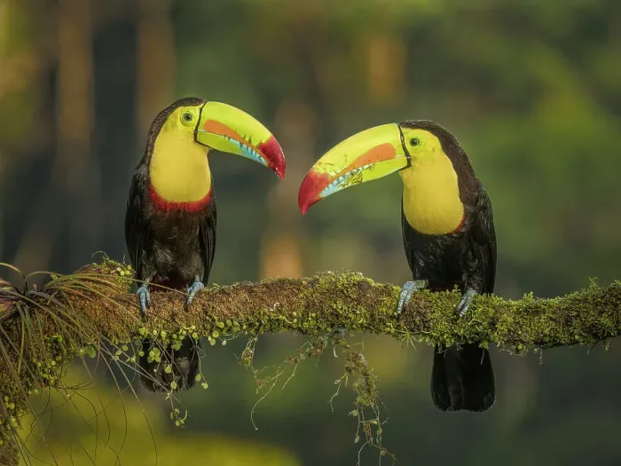 Framed Print : Keel-billed Toucans (Ramphastos sulfuratus), Boca Tapada, Ajauela, Costa Rica Framed Print : Keel-billed Toucans (Ramphastos sulfuratus), Boca Tapada, Ajauela, Costa Rica