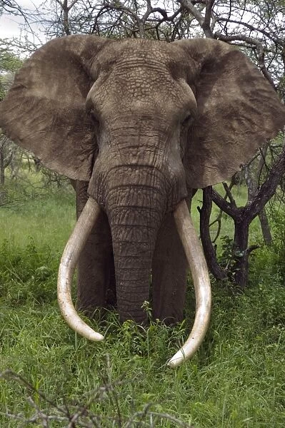Kenya, Chyulu Hills, Ol Donyo Wuas. A bull elephant with massive tusks browses in the bush