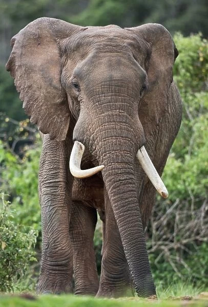 Kenya, A fine elephant the Aberdare National Park