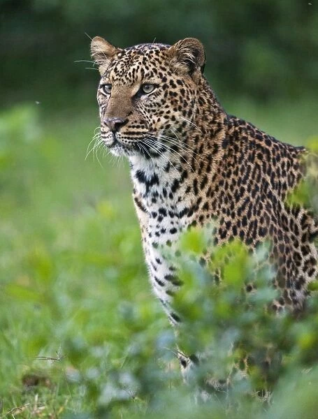 Kenya, A fine female leopard the Aberdare National Park
