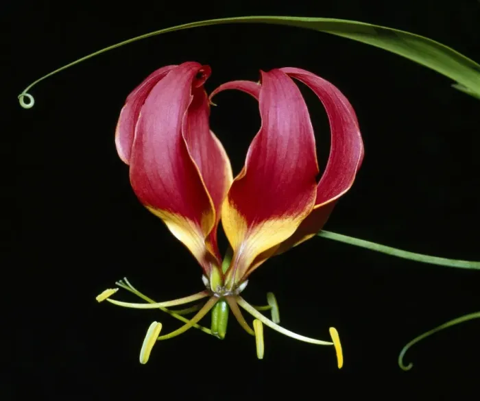 Framed Print : Kenya, Gloriosa superba, a spectacular flower earning the popular name of the Flame Lily