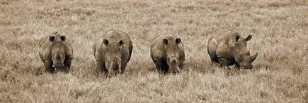 Kenya, Laikipia, Lewa Downs. A group of white rhinoceros feed together