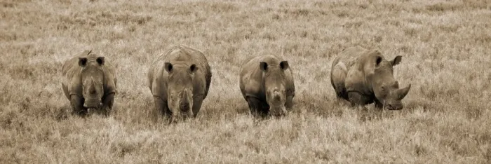 Framed Print : Kenya, Laikipia, Lewa Downs. A group of white rhinoceros feed together Framed Print : Kenya, Laikipia, Lewa Downs. A group of white rhinoceros feed together