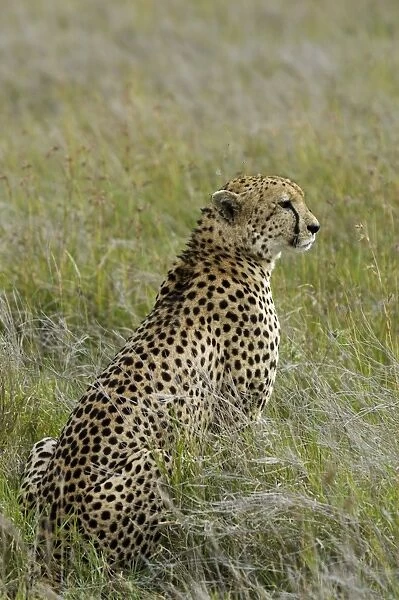 Kenya, Laikipia, Lewa Downs. Male cheetah