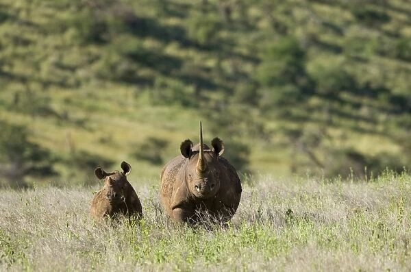 Kenya, Laikipia, Lewa Downs. A mother and calf Black rhinoceros