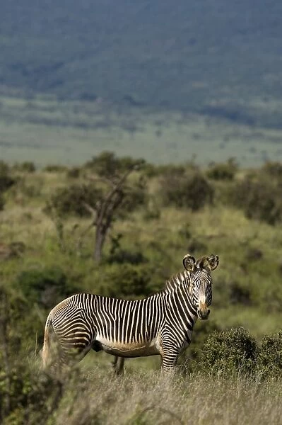 Kenya, Laikipia, Lewa Downs. A rare Grevys zebra shows off its tight stripes