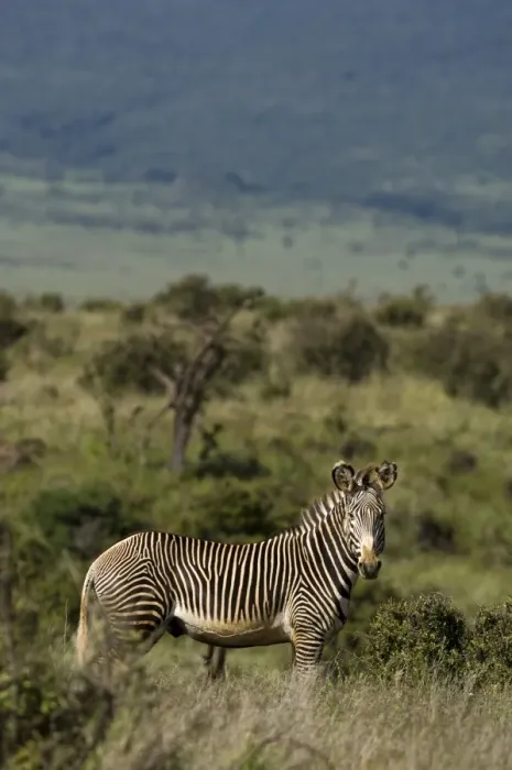 Framed Print : Kenya, Laikipia, Lewa Downs. A rare Grevys zebra shows off its tight stripes Framed Print : Kenya, Laikipia, Lewa Downs. A rare Grevys zebra shows off its tight stripes