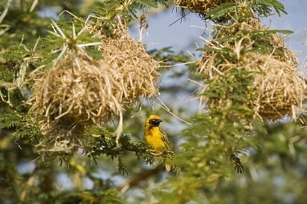 Kenya, Laikipia, Lewa Downs. Spekes weaver perched beside a colony of nests