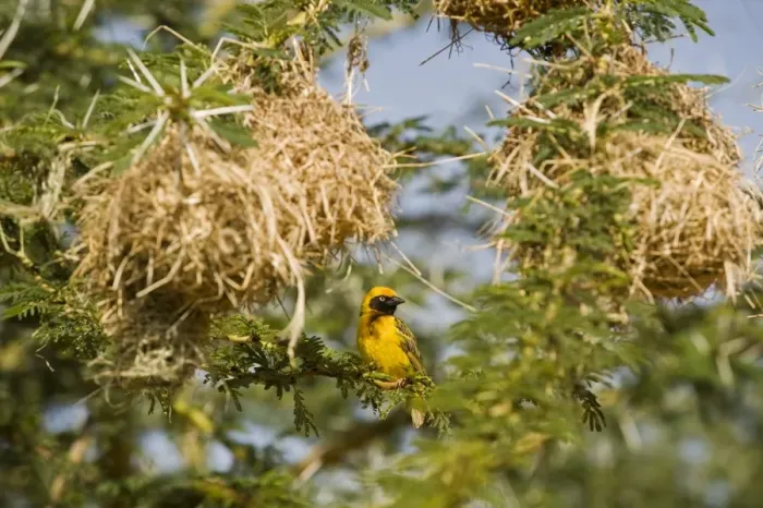 Framed Print : Kenya, Laikipia, Lewa Downs. Spekes weaver perched beside a colony of nests Framed Print : Kenya, Laikipia, Lewa Downs. Spekes weaver perched beside a colony of nests