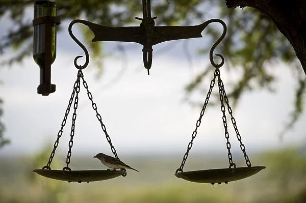 Kenya, Laikipia, Ol Malo. A small bird feeds on a bird table created from an old set of scales at Ol