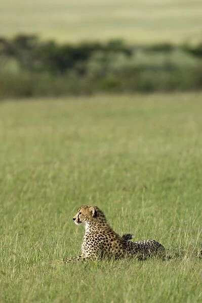 Kenya, Masai Mara. A cheetah looks out over the plains