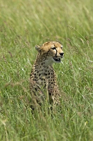 Kenya, Masai Mara. A cheetah watches over her plains