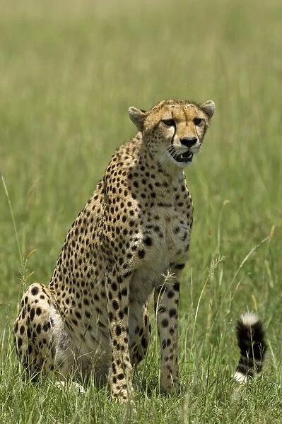Kenya, Masai Mara. A cheetah watches over her plains