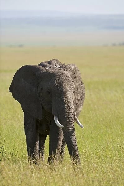 Kenya, Masai Mara. Elephant out on the plains