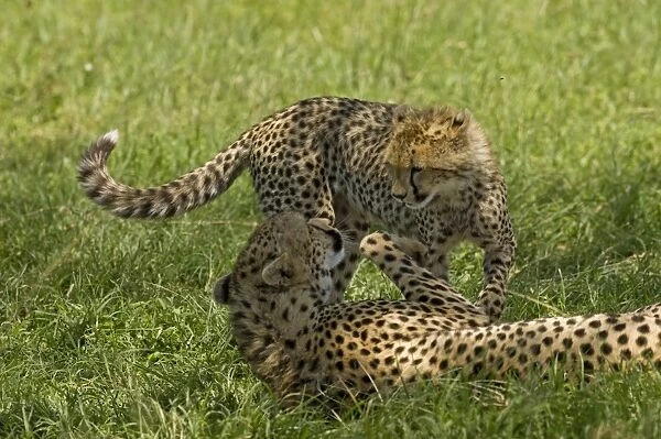 Kenya, Masai Mara. A female cheetah plays with her cub