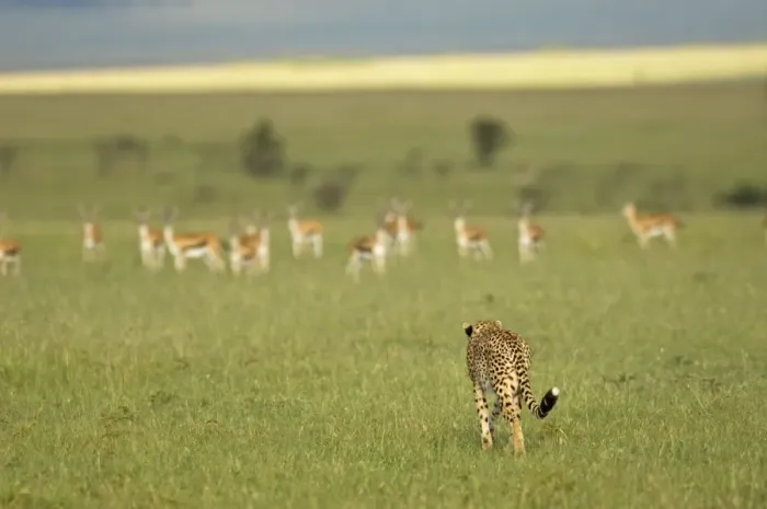 Framed Print : Kenya, Masai Mara. A female cheetah stalks a herd of Thomsons gazelle on the savannah Framed Print : Kenya, Masai Mara. A female cheetah stalks a herd of Thomsons gazelle on the savannah
