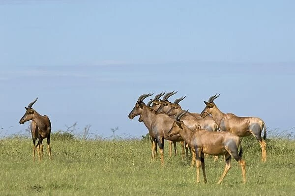 Kenya, Masai Mara. A herd of topi