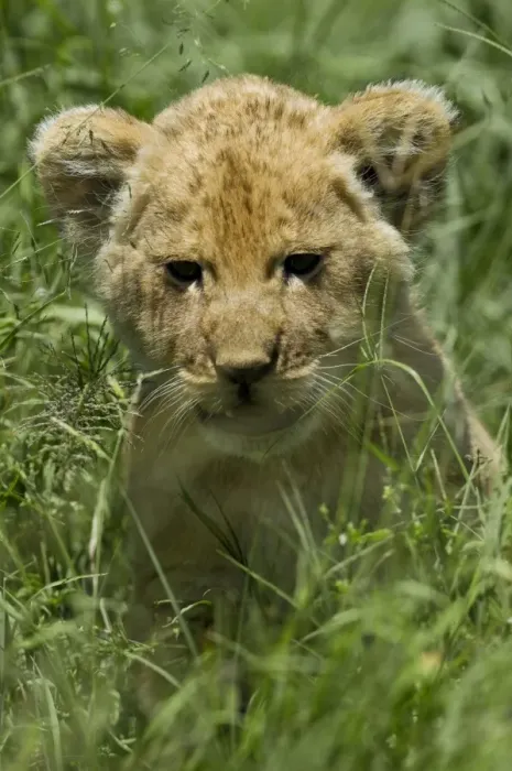Framed Print : Kenya, Masai Mara. A lion cub in the grass of the savannah Framed Print : Kenya, Masai Mara. A lion cub in the grass of the savannah